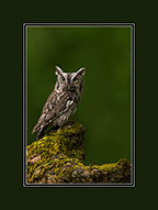 Screech Owl